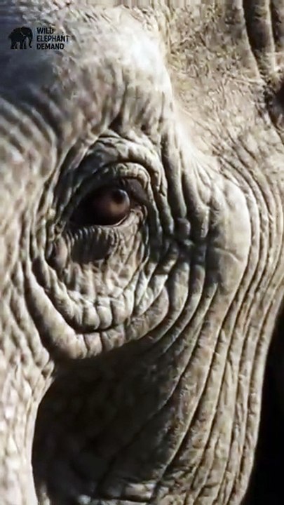 #wildelephantdemand 1/3