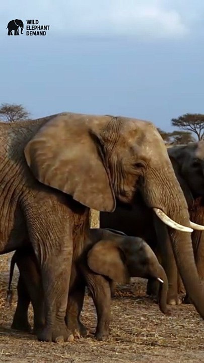 #wildelephantdemand 1/5