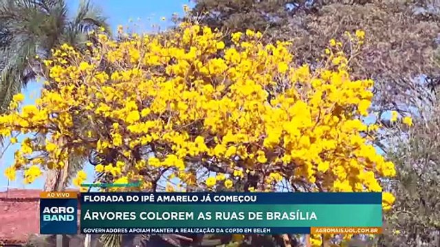 Florada do ipê amarelo: árvores colorem as ruas de Brasília
