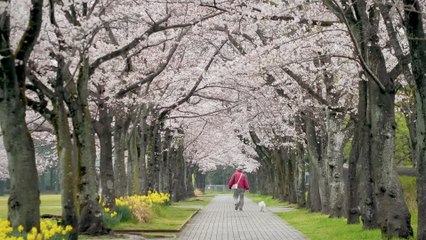 Calming Melodies That Heal Music for Heart, Vessels & Inner Peace #4
