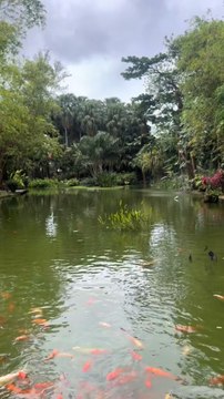 Un petit coin de Paradis ! Si vous avez l'occasion d'y aller foncez ! Jardin botanique de Deshaies, Guadeloupe