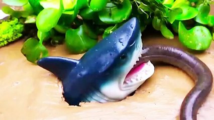 Freeze-motion of yellow croaker vs. red fish eel swallowing