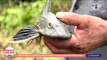 Alerta por presencia del pez diablo en la Laguna de Bacalar | DPC con Paola Rojas