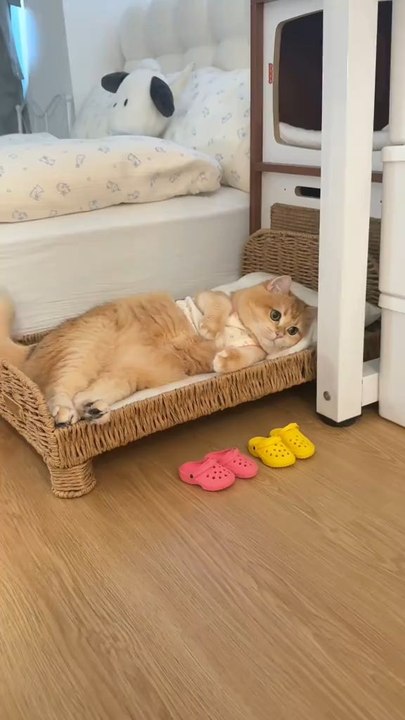 Cute and lovely cat