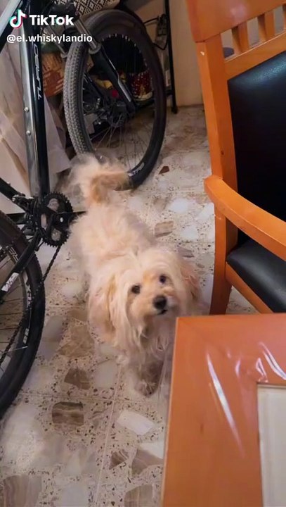 Que dulce 🐕