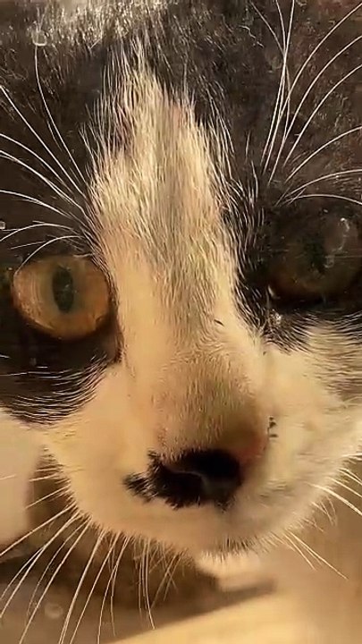 Hola 😽