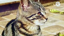 Os animais mais fofos do mundo N•173