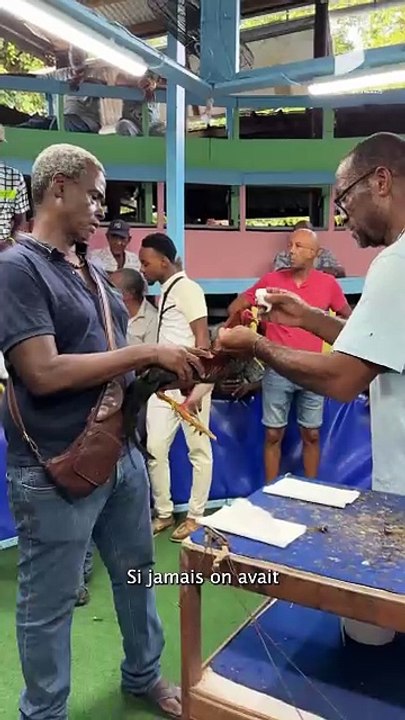 🐓"France-Antilles fait son tour' au pitt Colonnette - Dans l’arène, ça déplume !