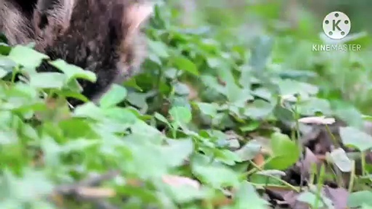 Os animais mais fofos do mundo  n•111