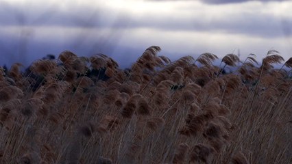 Serene Meadow with Swaying Reeds at Dusk