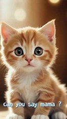 "At First I Laughed… Then I Couldn’t Believe It 😱🐱"