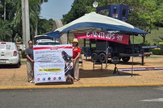 Mil 200 perritos ha rescatado por “Caninos 911” en Tabasco, pero ahora necesitan ayuda