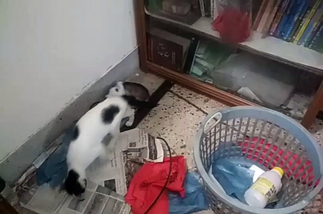 3M TV. Cat Series_ 3. Mom Cat Breastfeeding Baby Kittens. Animal Psychology, Behavior. Cat Kittens.