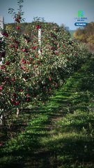 Conozca la historia de Carolina Dosal, una de las mayores productoras de manzana de Chile