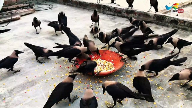 Very Large Numbers Of Crows Attack On The foods, Crow Feed Time, Crow Sounds Very Loudly,