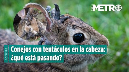 Conejos con tentáculos en la cabeza: ¿qué está pasando?