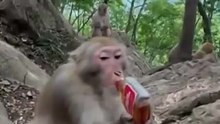 Man gives monkey multiple bottles of liquor 👀