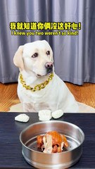 狗子：一点都不公平，让狗防不胜防… Dog: It's not fair at all, so that the dog can't be guarded against...