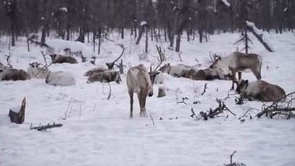 Showering at −71°C | Survival Life in Yakutia, Siberia