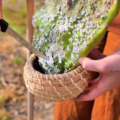 Beautiful blush from bugs!?