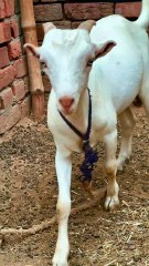 Pets Life #petslife #Viral #Funny #beauty