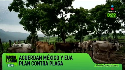 México y EUA acordaron un plan contra la plaga de gusano barrenador