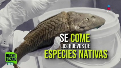 Hay presencia de pez diablo en el caribe mexicano ¿Qué dicen los investigadores?