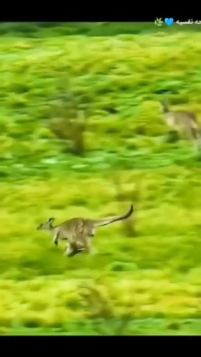 دھیان سے دیکھیے جان بچانے کے لیے اس