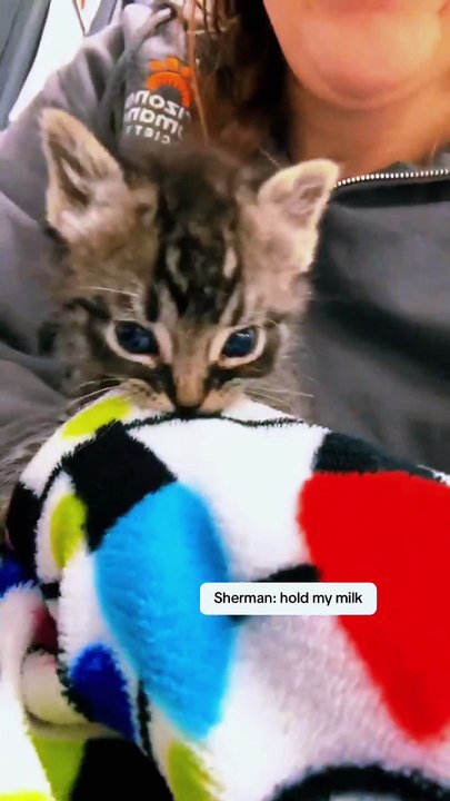 That tiny meow melts my heart 😍🐾 #fyp #foryou #cat #cats