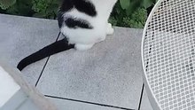 Cat Morning Patrol 🚶🐱 Cat’s Daily Walk to Guard Her Territory! #cat #funnycats #shorts #funny #cutecats #funniestcats