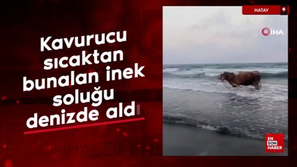 Hatay'da havurucu sıcaktan bunalan inek soluğu denizde aldı