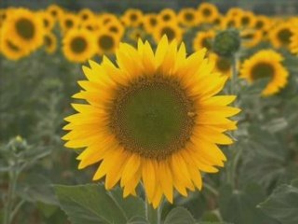 Sura Al-Ikhlass W- English Translation--Must listen to this