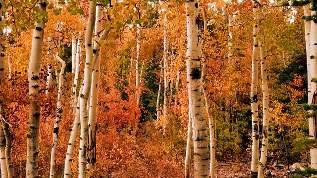 Title: Protection from Dajjal – Teachings of the Prophet ﷺ episode 05