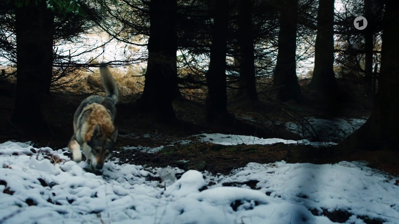 Wolfsland: heimsuchung