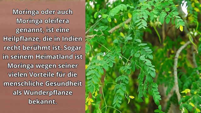 5 Krankheiten, die mit Moringa-Blättern geheilt werden können
