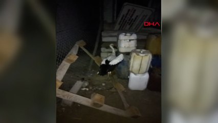 Yaralı leylek koruma altına alındı