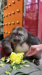 Although she is a girl, she still looks a bit like my father.😁 #monke.