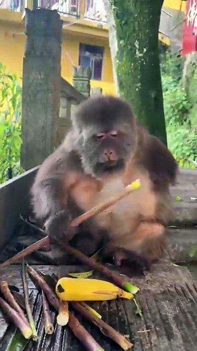 A handful of xingxing is cute too #monkey #monkey #xingxing #cute