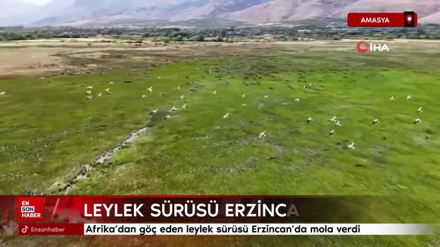 Afrika’dan göç eden leylek sürüsü Erzincan’da mola verdi