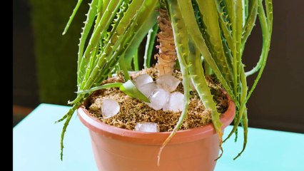 How to Rescue Dying Plants 🥀➡️🌷