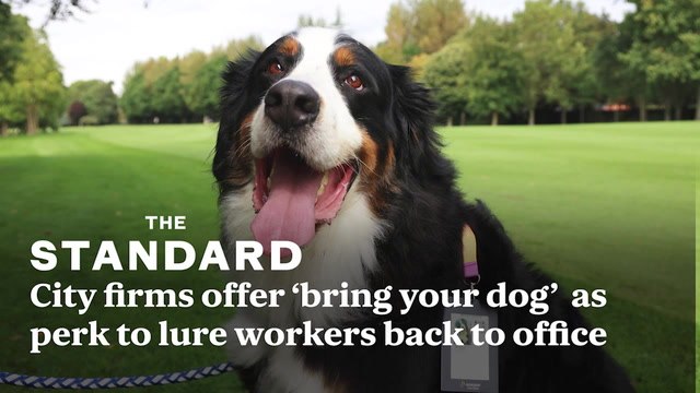 City firms offer ‘bring your dog’ and cookies as perks to lure workers back to office