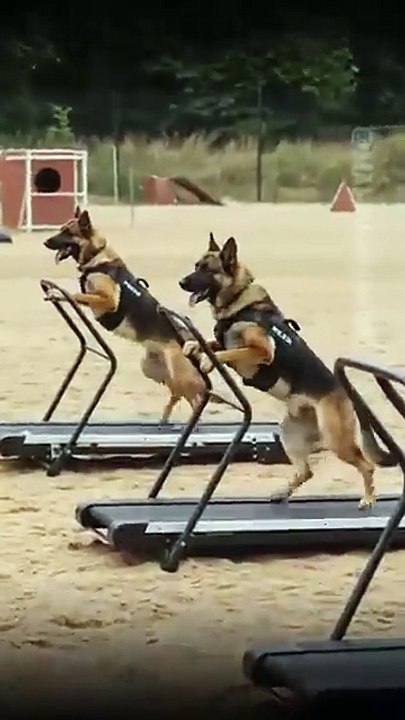 okay it is too hard for German Shepard