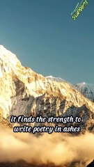 Gaza is the wound that sings #echoquotes #motivation #gaza