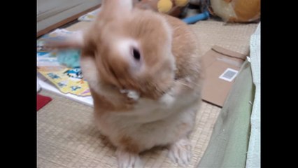 प्यारा खरगोश अपनी सफाई करता हुआ 🐇 | दिल को छू लेने वाला क्यूट वीडियो