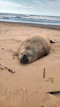Elefante-marinho descansa em praia do Sul de SC