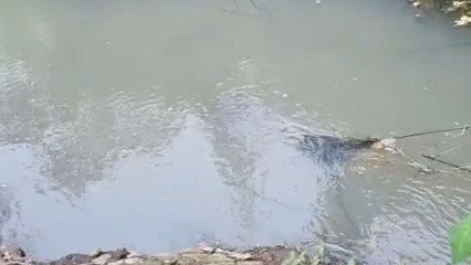 Little girl refuses to be carried and takes a tumble in the water
