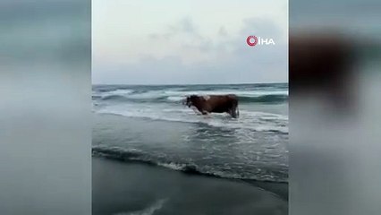 Kavurucu sıcaklardan kaçtı, denizde serinledi