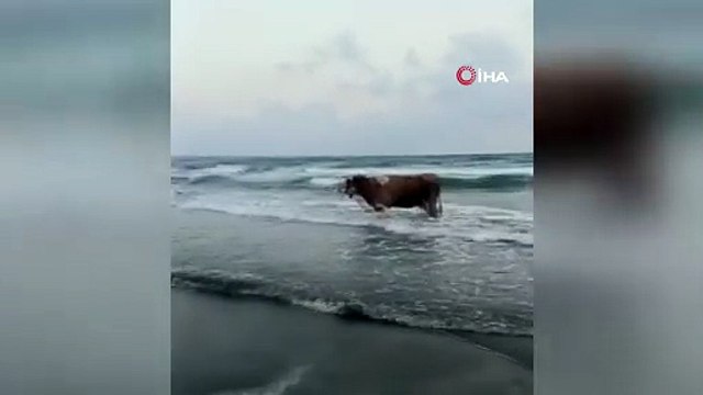 Kavurucu sıcaklardan kaçtı, denizde serinledi
