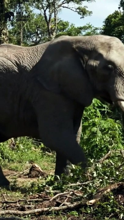 #wildelephantdemand 1/10