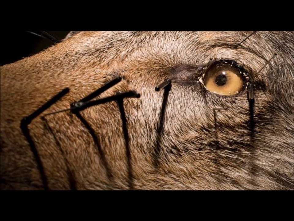 Problemwolf Kurti MT 6 der in Niedersachsen lebte wurde 2016 erschossen und preperiert